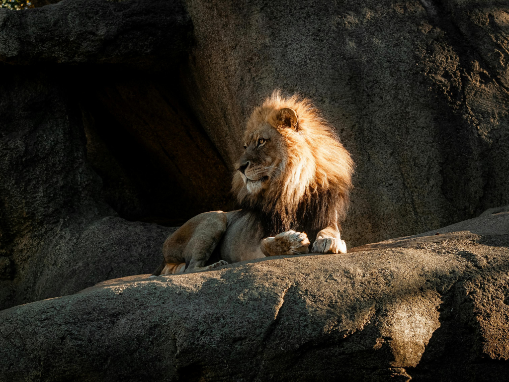 Löwe im Kölner Zoo